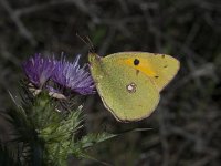 Colias alfacariensis 22, Zuidelijke luzernevlinder, Saxifraga-Willem van Kruijsbergen